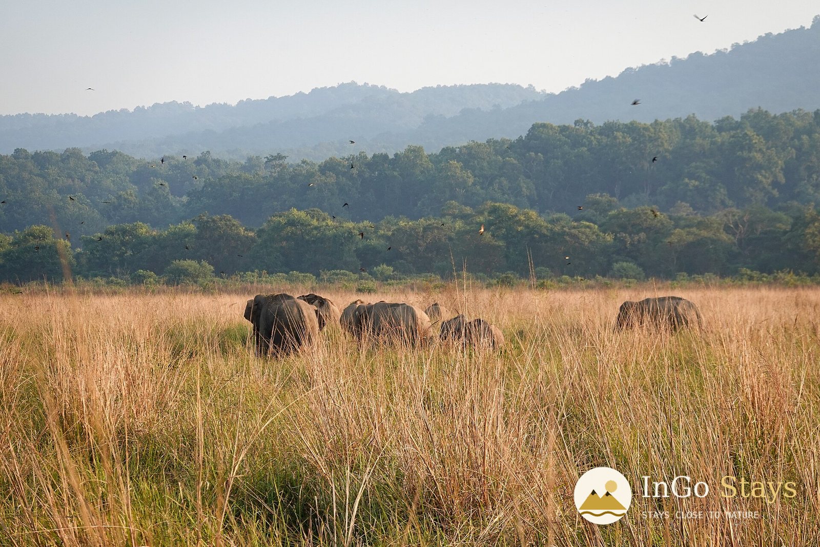 Sal Forests of Corbett: Shade, Sound & Seasonal Change