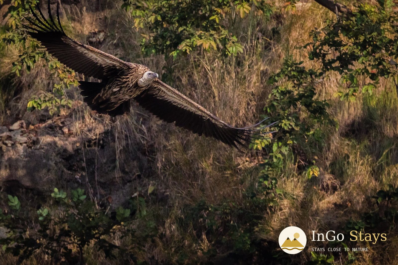 Raptors Above Corbett: Himalayan Griffons & Open Skies