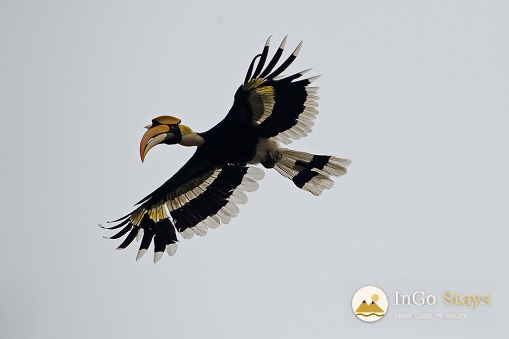 Great Hornbills & the Soundscape of Corbett