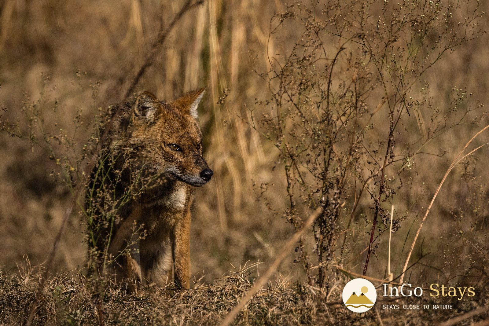 Golden Jackals and the Many Lives of Corbett