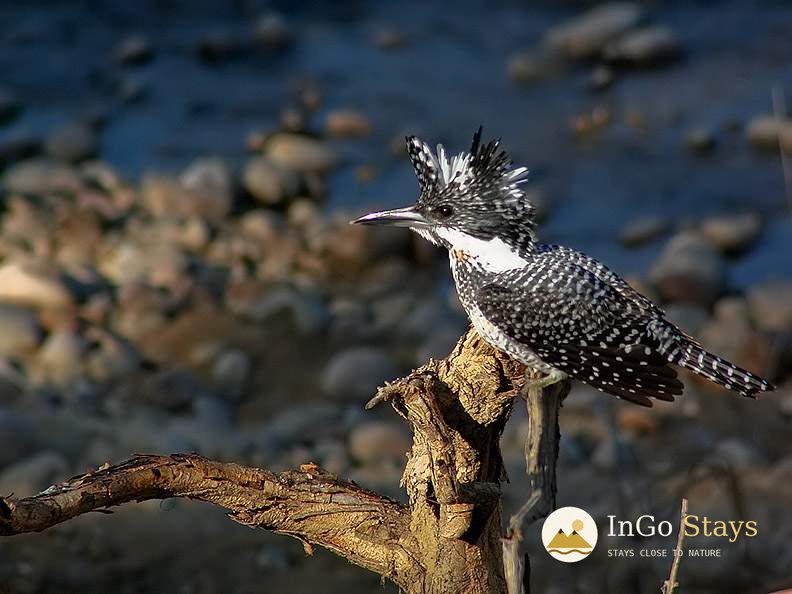 Corbett’s River Corridors: Wildlife, Water & Quiet Observation