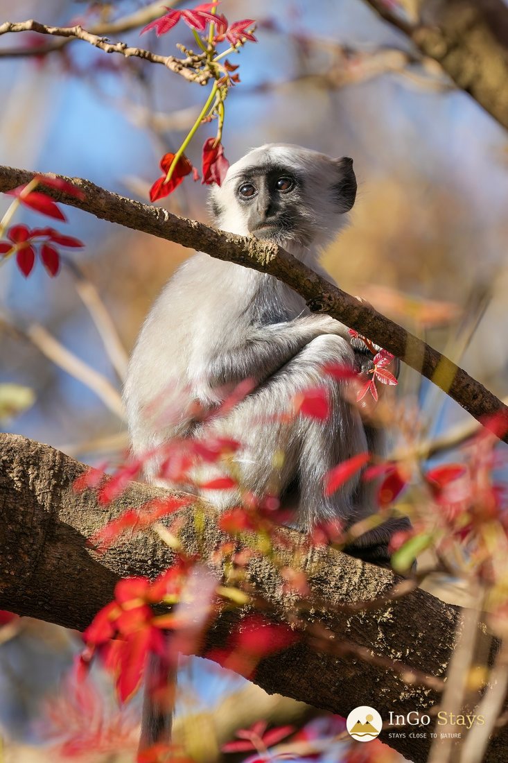 Gray Langurs: Canopy Watchers of the Corbett Landscape