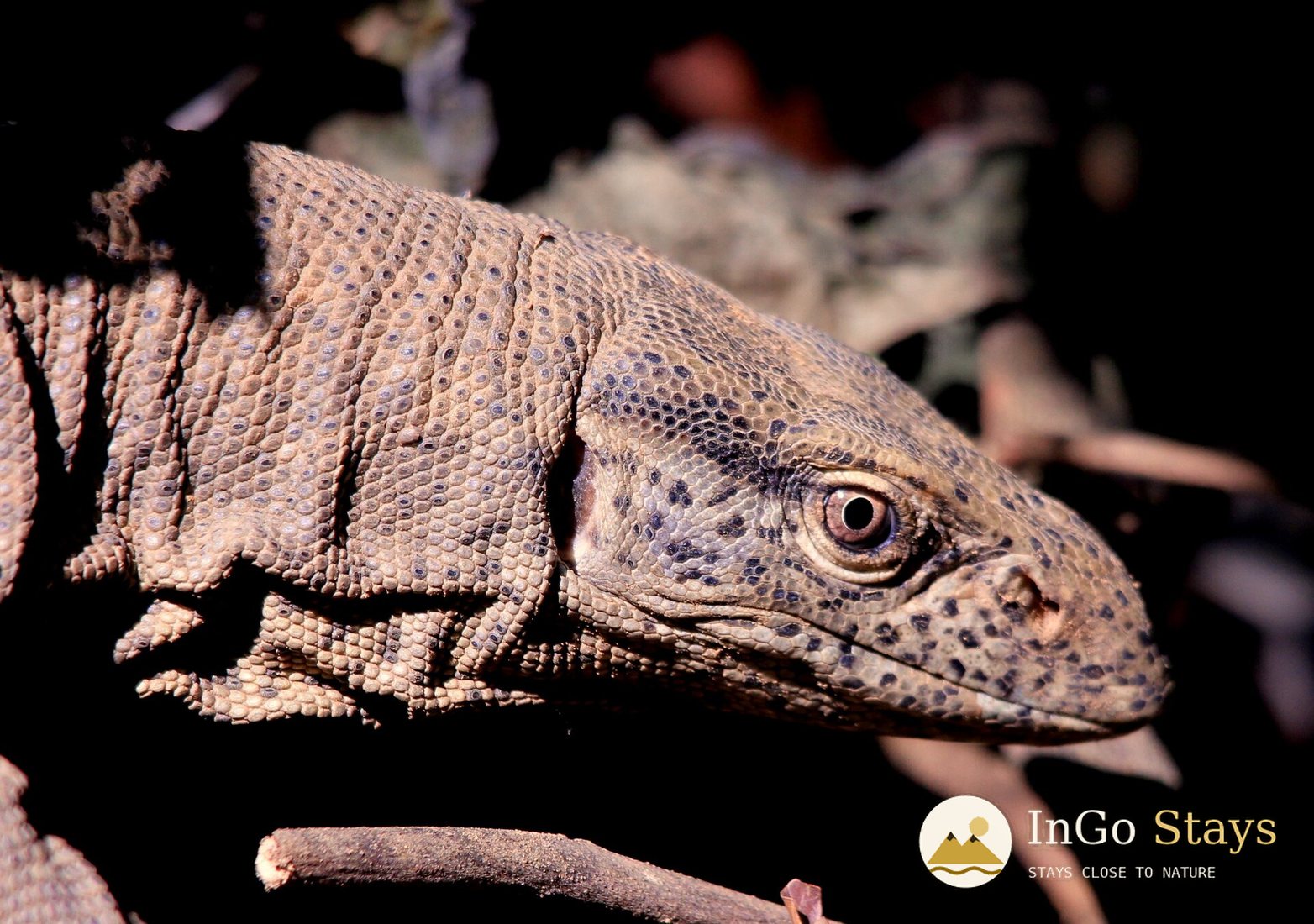 Monitor Lizards: A Closer Look at Corbett’s Reptiles