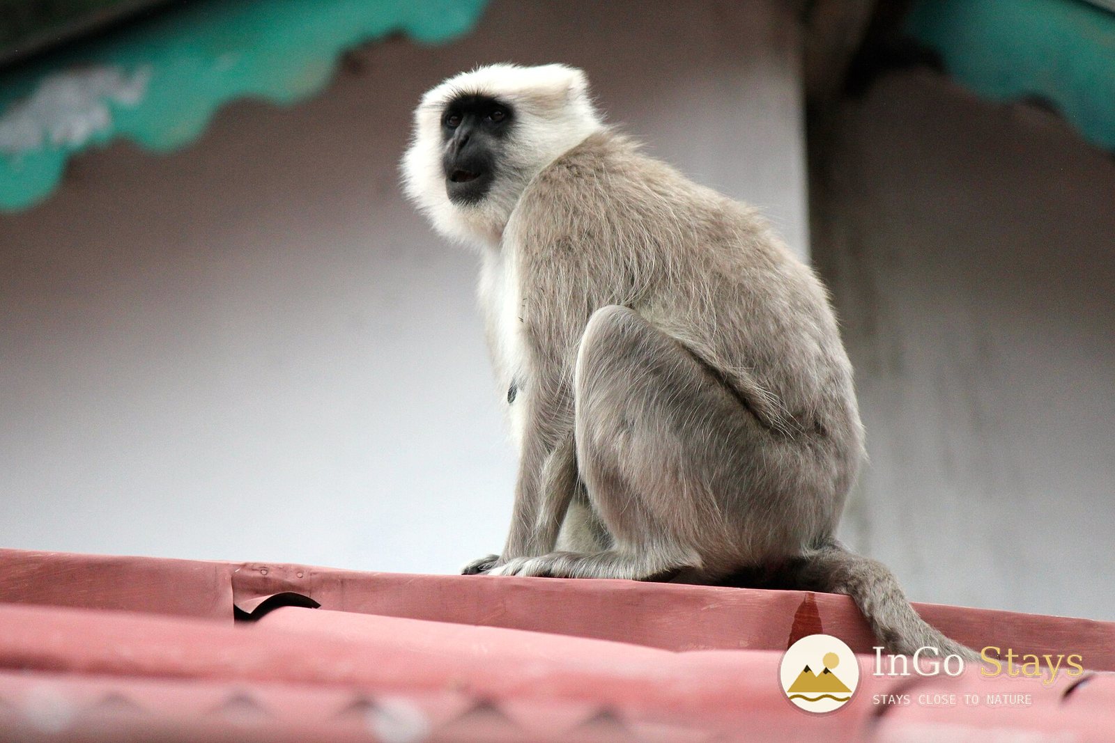 A Family Wildlife Weekend in Ramnagar: Beyond the Tiger Search