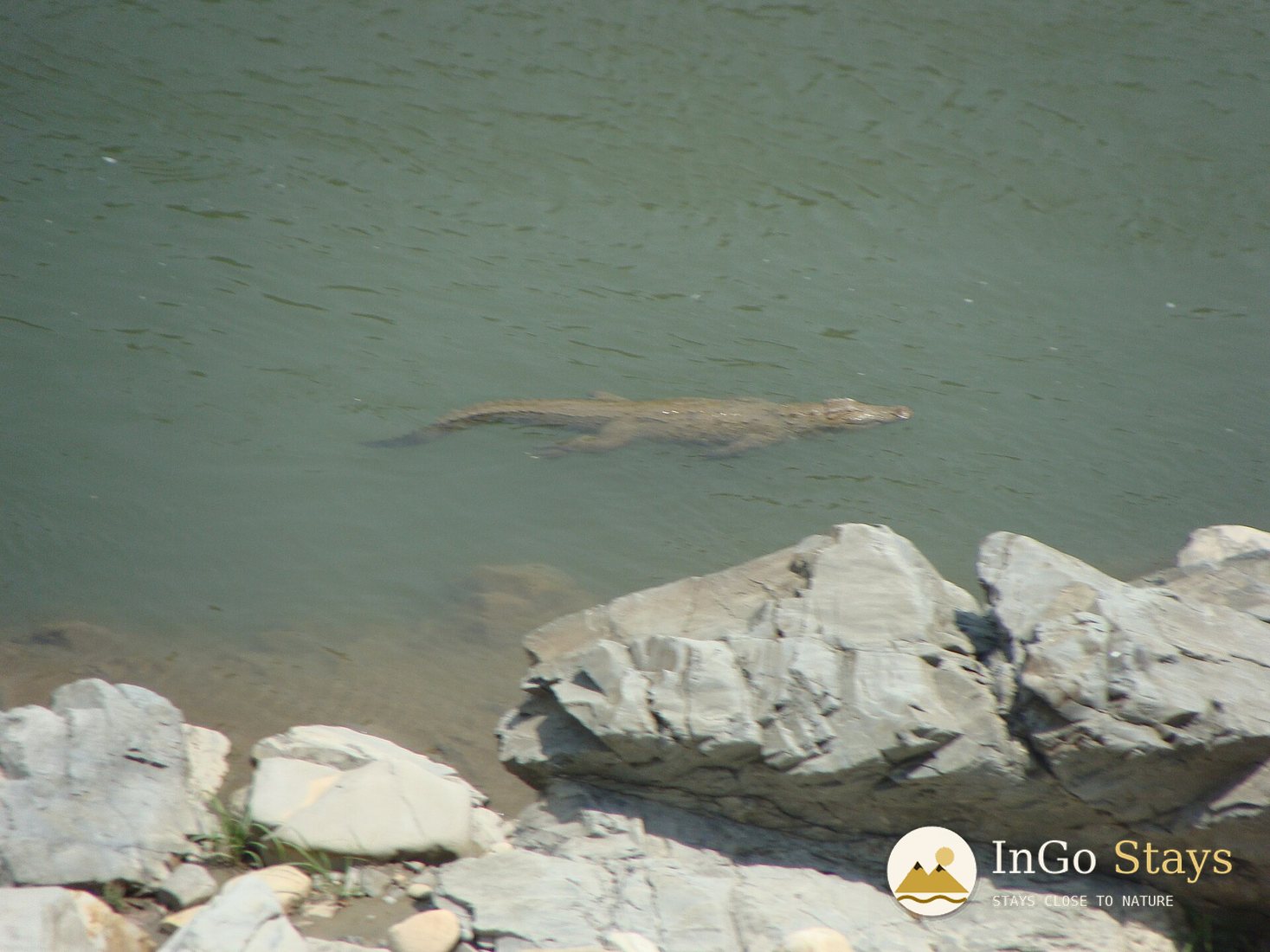 Mugger Crocodiles: Reptiles of Corbett’s Water Edges