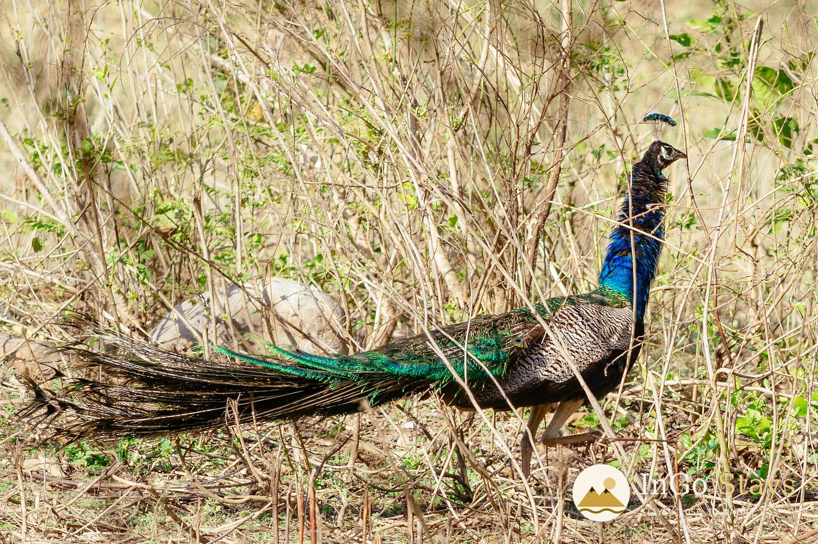 Peacocks in Corbett: A Brilliant Bird in a Wild Landscape