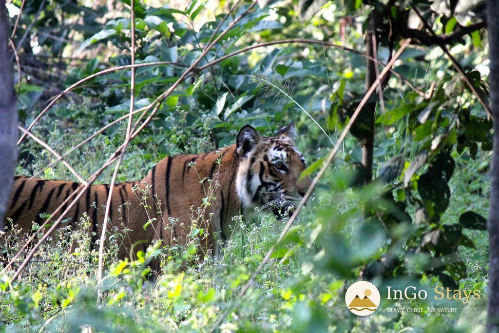 Bengal Tigers of Corbett: Signs, Patience & Respect