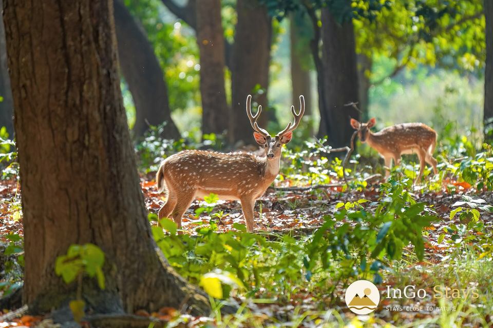 Chital deer in Jim Corbett National Park
