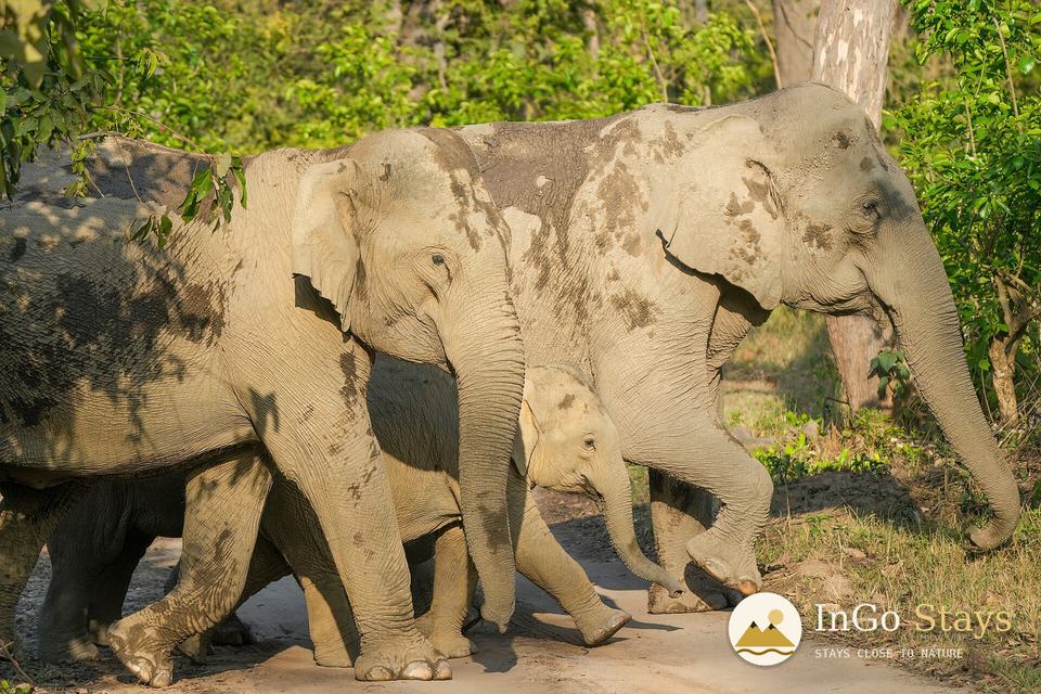 Indian elephants in Jim Corbett National Park