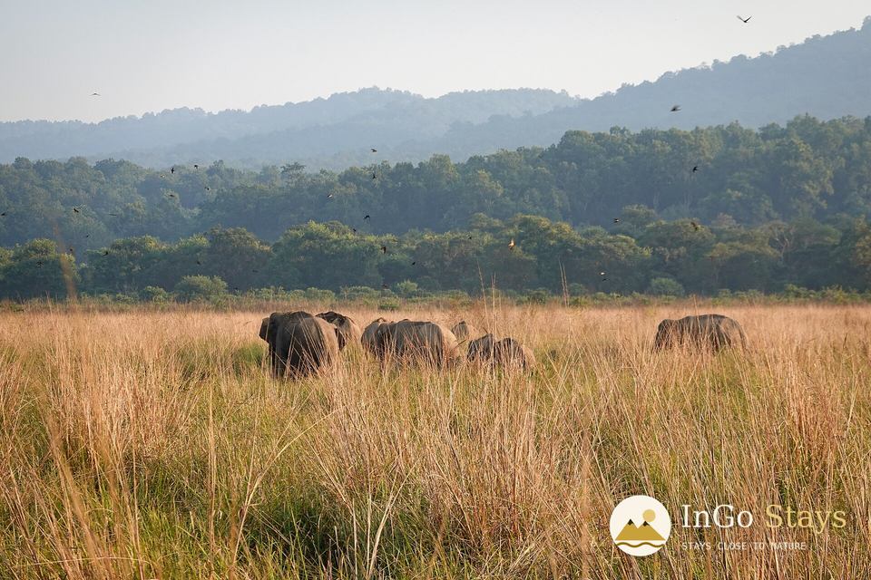 Elephants, grassland and sal forest at Dhikala
