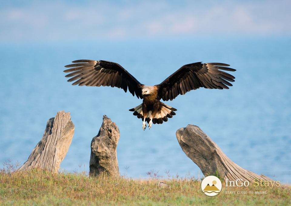 Pallas’s fish eagle in Corbett National Park