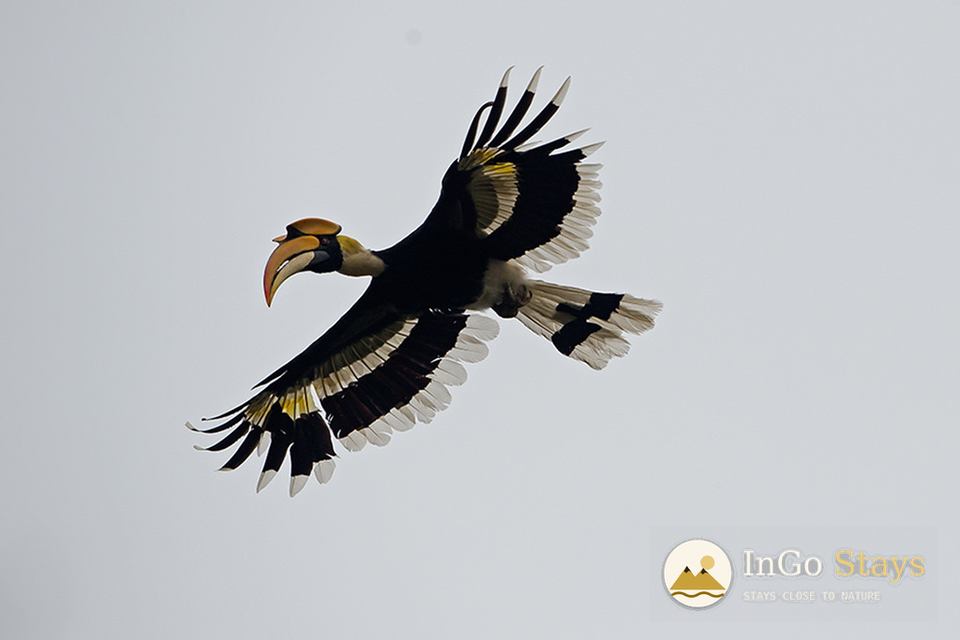 Great hornbill in Uttarakhand