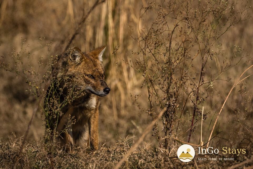 Jackal in Jim Corbett Tiger Reserve
