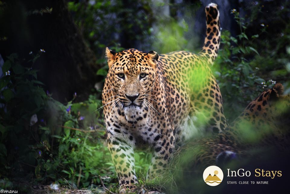 Leopard in Jim Corbett Tiger Reserve