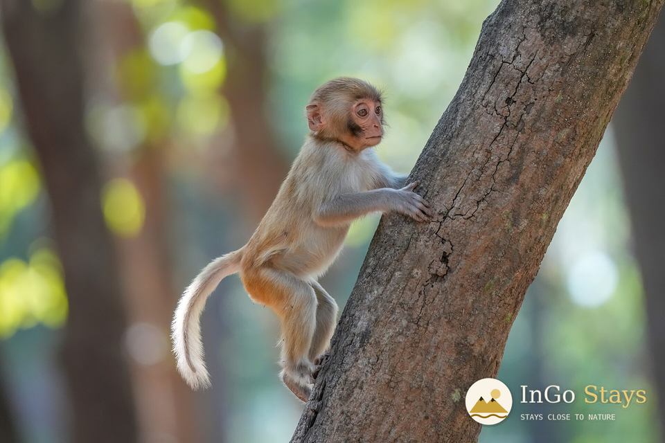 Rhesus macaque in Jim Corbett National Park